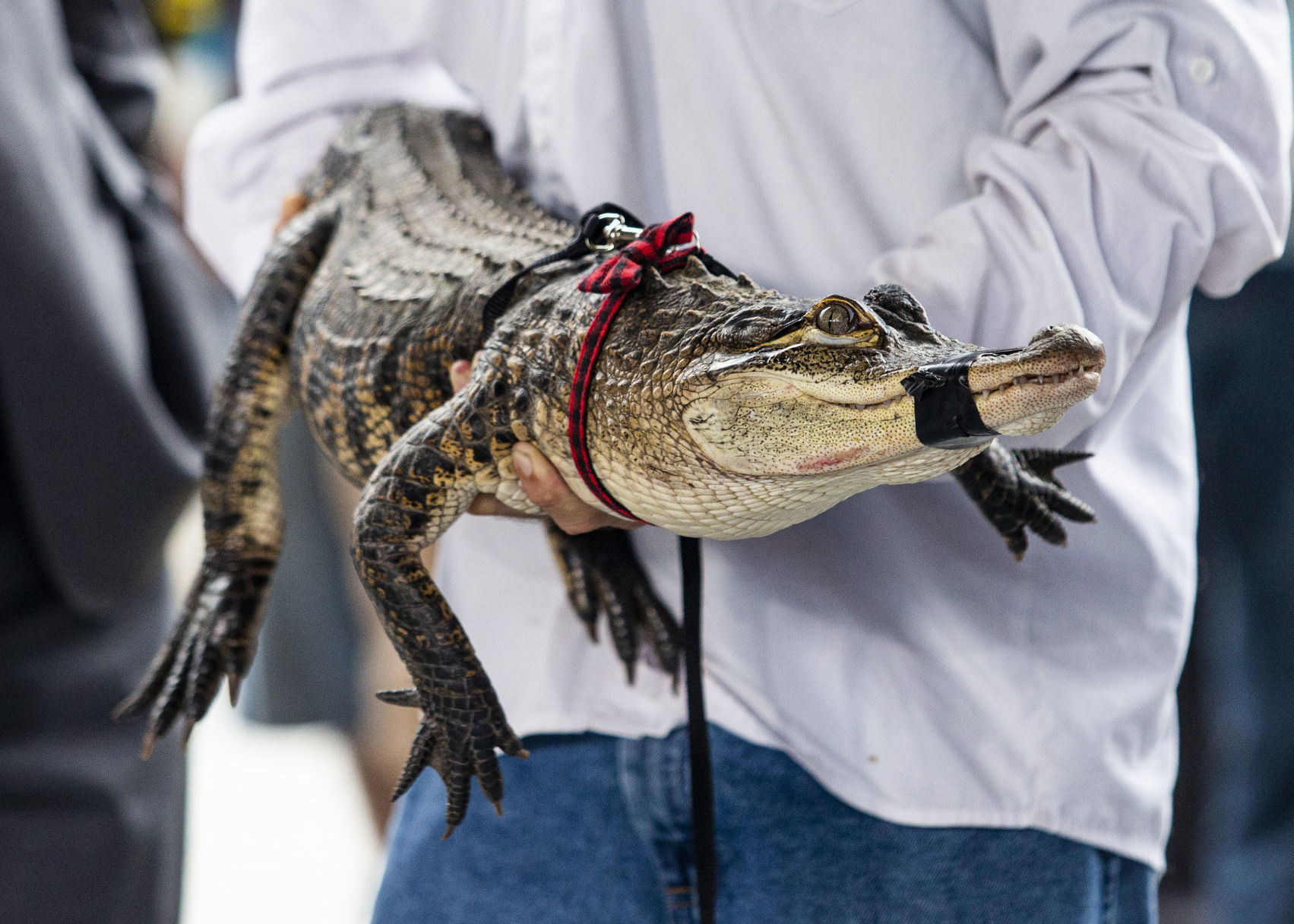 Alligator Chicago